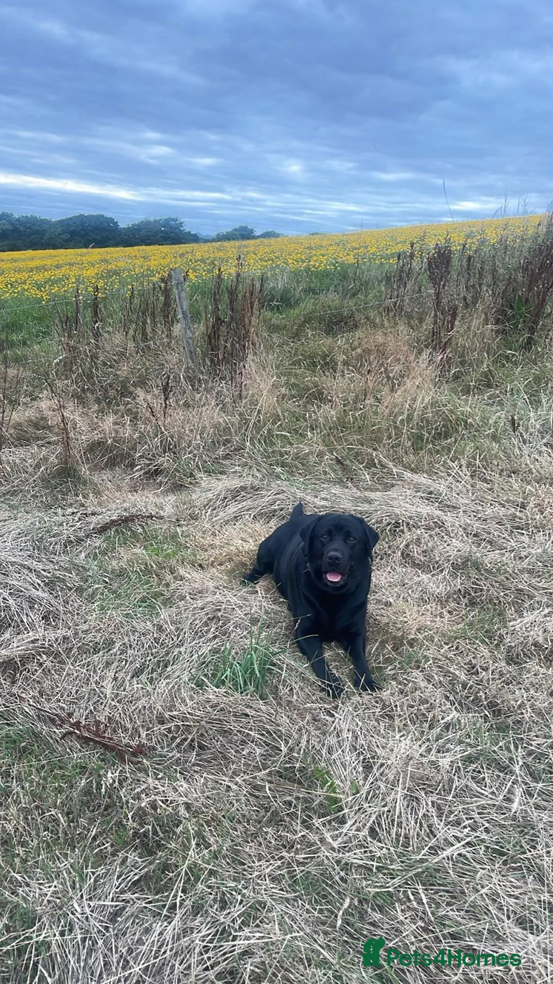 Labrador Retriever dogs for stud: Labrador retriever for stud - Advert 7