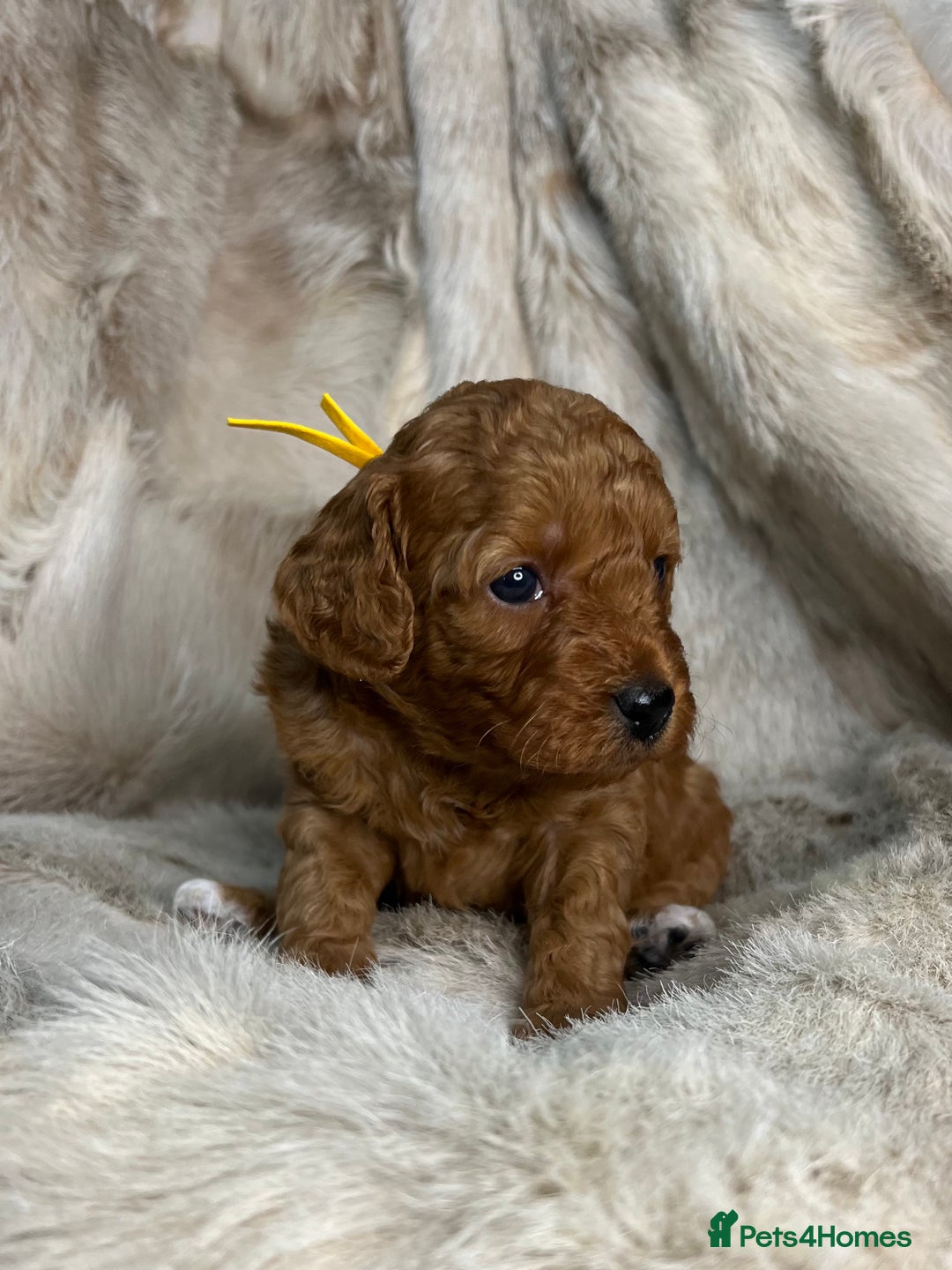 Cavapoochon dogs for sale: 5 ⭐️ LICENSED BREEDER HEALTH TESTED CAVAPOOCHONS - Advert 22