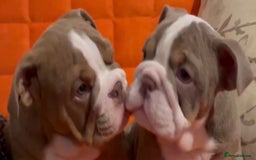English Bulldog dogs for sale: English bulldogs pup - Image 10