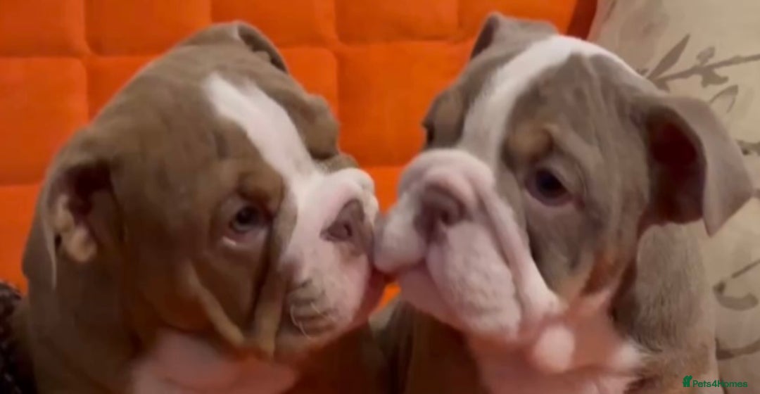 English Bulldog dogs for sale: English bulldogs pup - Image 10