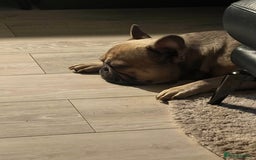 French Bulldog dogs for stud: Tan French bulldog for stud  - Image 5