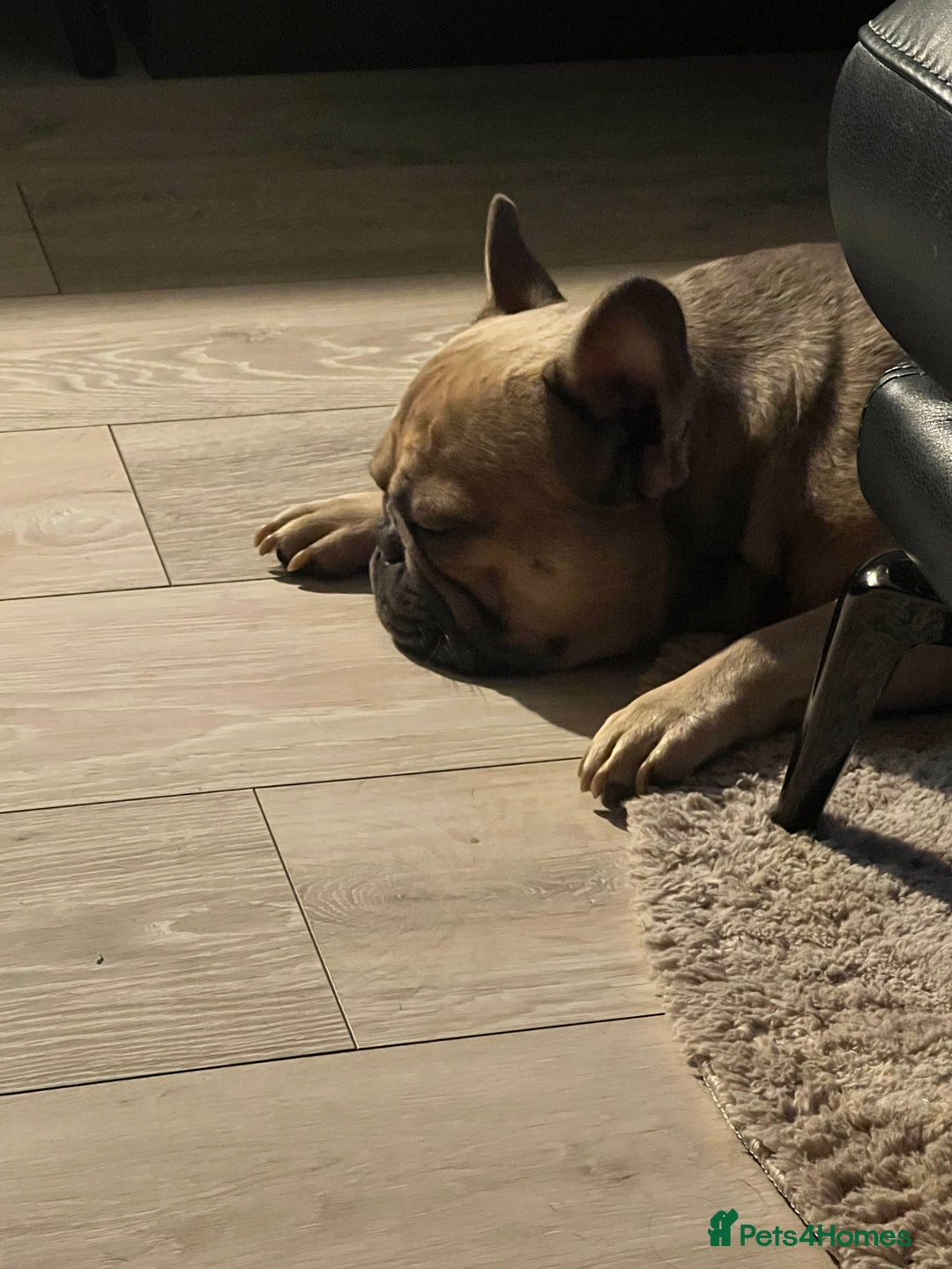 French Bulldog dogs for stud: Tan French bulldog for stud  - Image 5