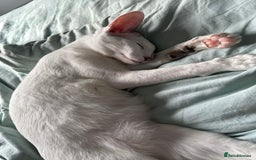 Oriental cats for sale: Oriental Male Cat - 3 years old  - Image 6