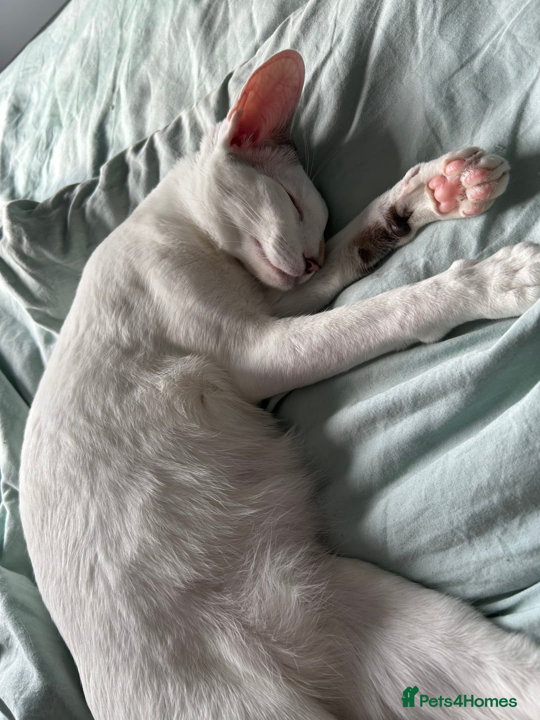 Oriental cats for sale: Oriental Male Cat - 3 years old  - Image 6