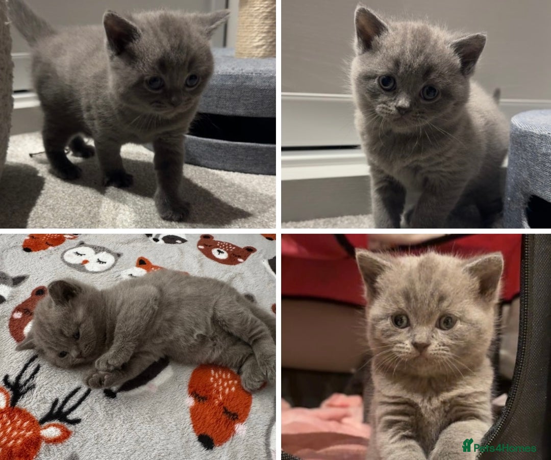 British Shorthair cats for sale: Beautiful Fluffy British Shorthair Kittens  - Image 3