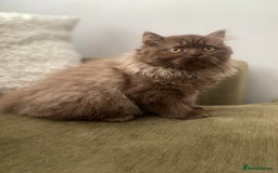British Shorthair cats for sale: Chocolate and Red British Shorthair and Longhair - Image 8