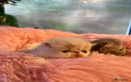 Exotic cats for sale: ❤️Stunning Exotic Shorthair & Longhair Kittens❤️  - Image 1