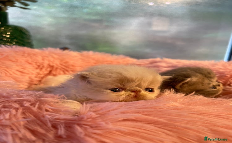 Exotic cats - Advert 3