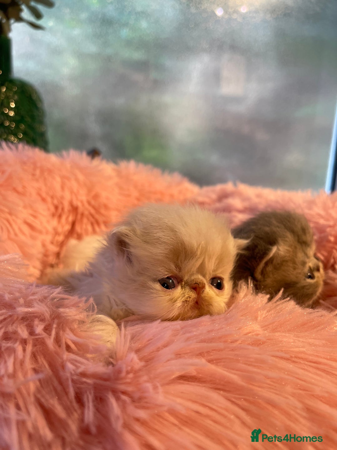 Exotic cats for sale: ❤️Stunning Exotic Shorthair & Longhair Kittens❤️  - Image 1