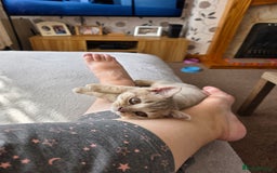 British Shorthair cats for sale: Lilac cream male kitten - Image 3