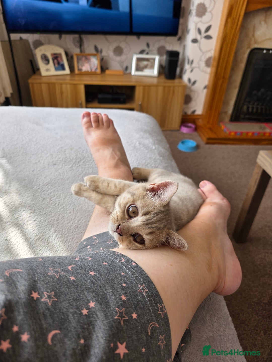 British Shorthair cats for sale: Lilac cream male kitten - Image 3