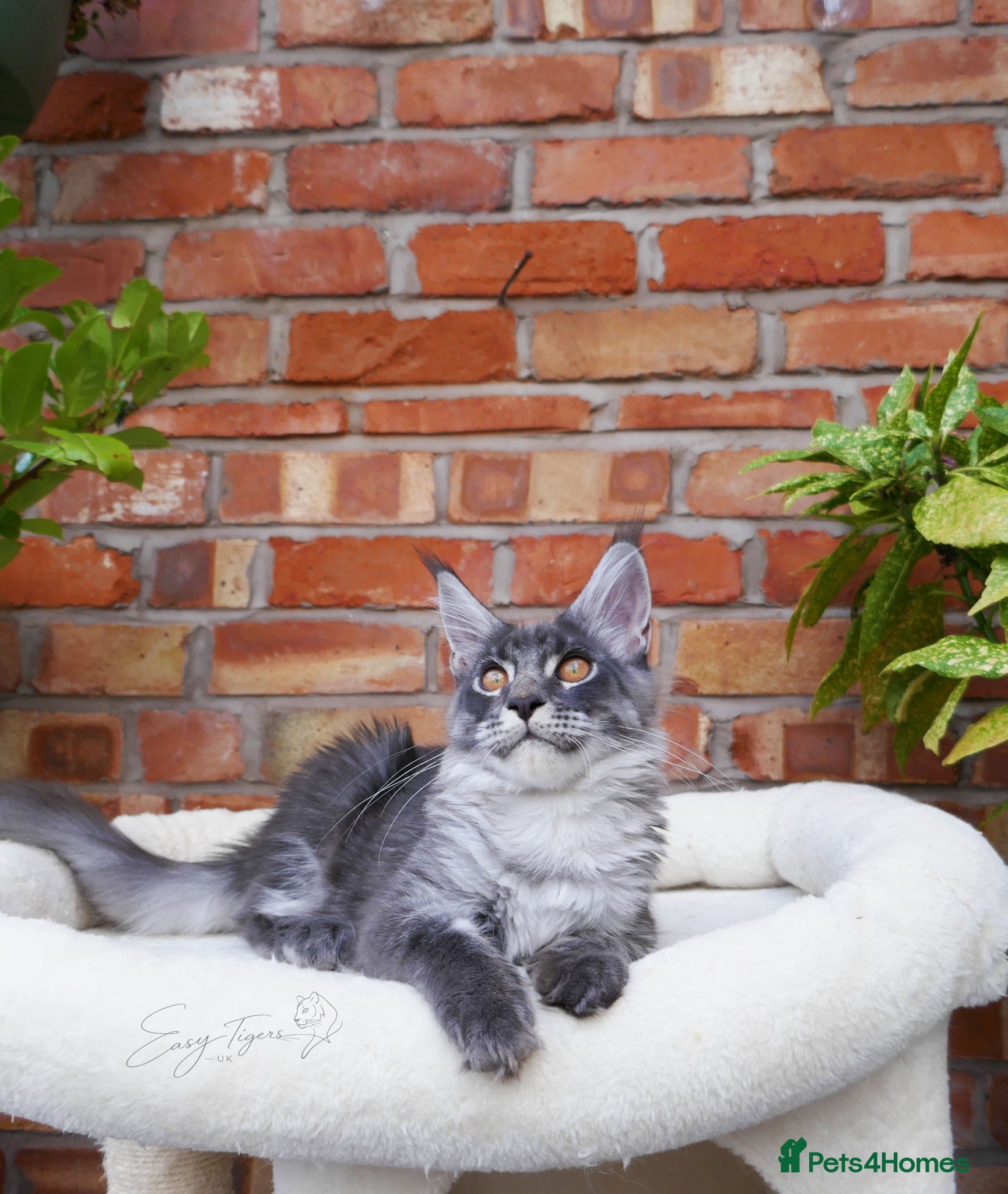 Maine Coon cats     Limited Summer Offer – Reduced Kitten Prices - Advert 18