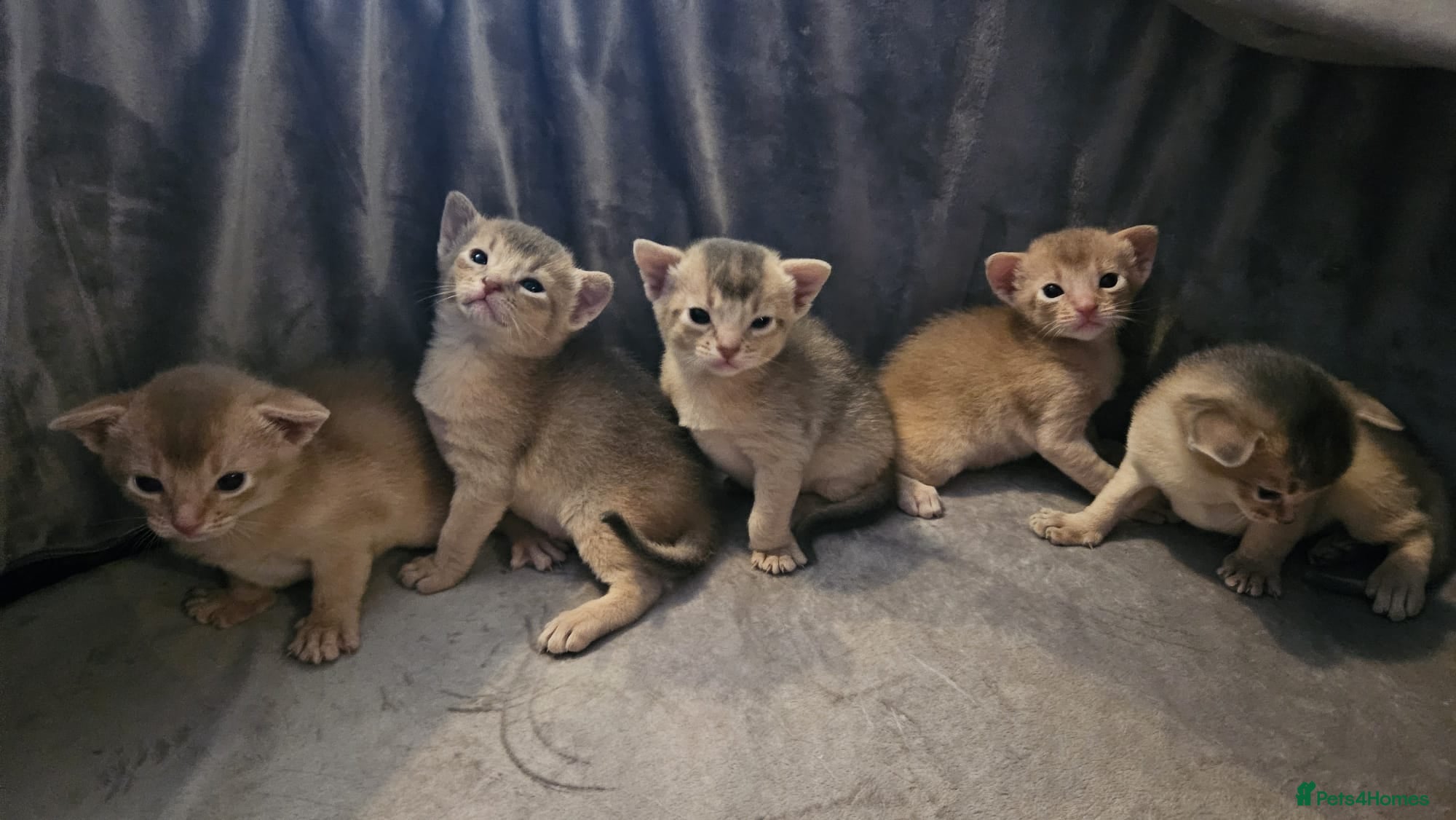 Abyssinian cats Abyssinian  - Advert 11