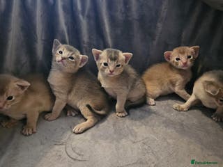 Abyssinian cats Abyssinian - Advert 11