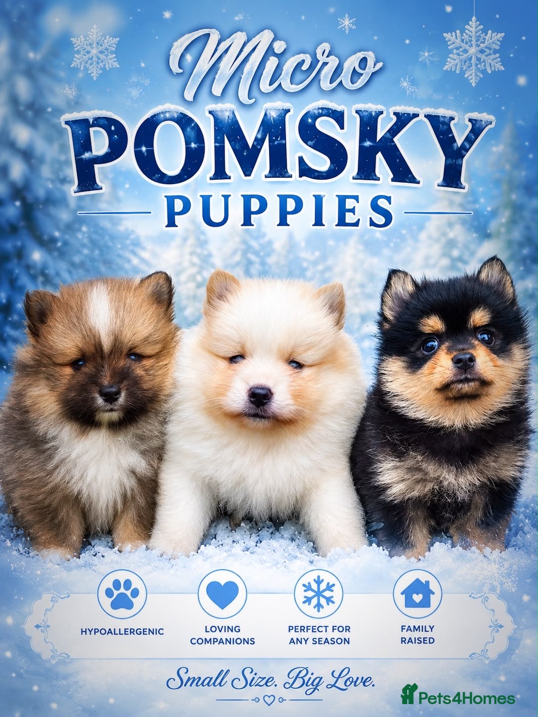 Pomsky dogs Stunning  **  Pomsky  - Advert 1