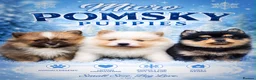 Pomsky dogs for sale: Stunning  **  Pomsky  - Advert 1