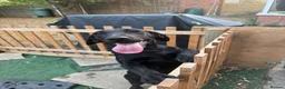 Labrador Retriever dogs for sale: Pedigree black female Labrador  in Lincoln - Advert 5