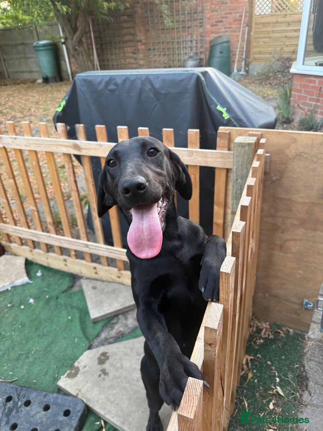 Labrador Retriever dogs for sale: Pedigree black female Labrador  in Lincoln - Advert 5