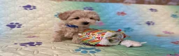 Maltipoo dogs for sale: Beautiful Maltipoo little boy - Advert 6