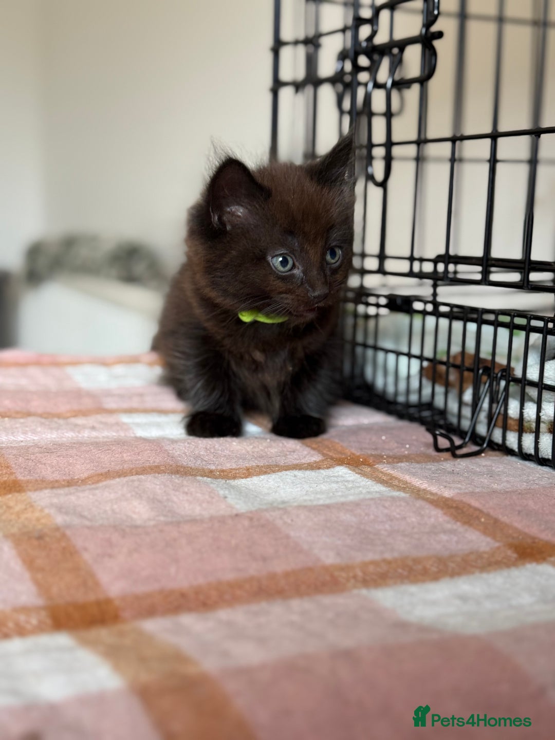 British Longhair cats for sale: Male  British long haired kittens - Image 17