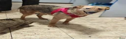 Mixed Breed dogs for adoption: ❤️🐶 MALTA – EASY TO LOVE, EASY TO LIVE WITH in Burton-on-Trent - Advert 5