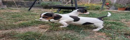 Jack Russell dogs for sale: Beautiful Jack Russell Puppies for sale 💙🐶🐾 - Advert 5