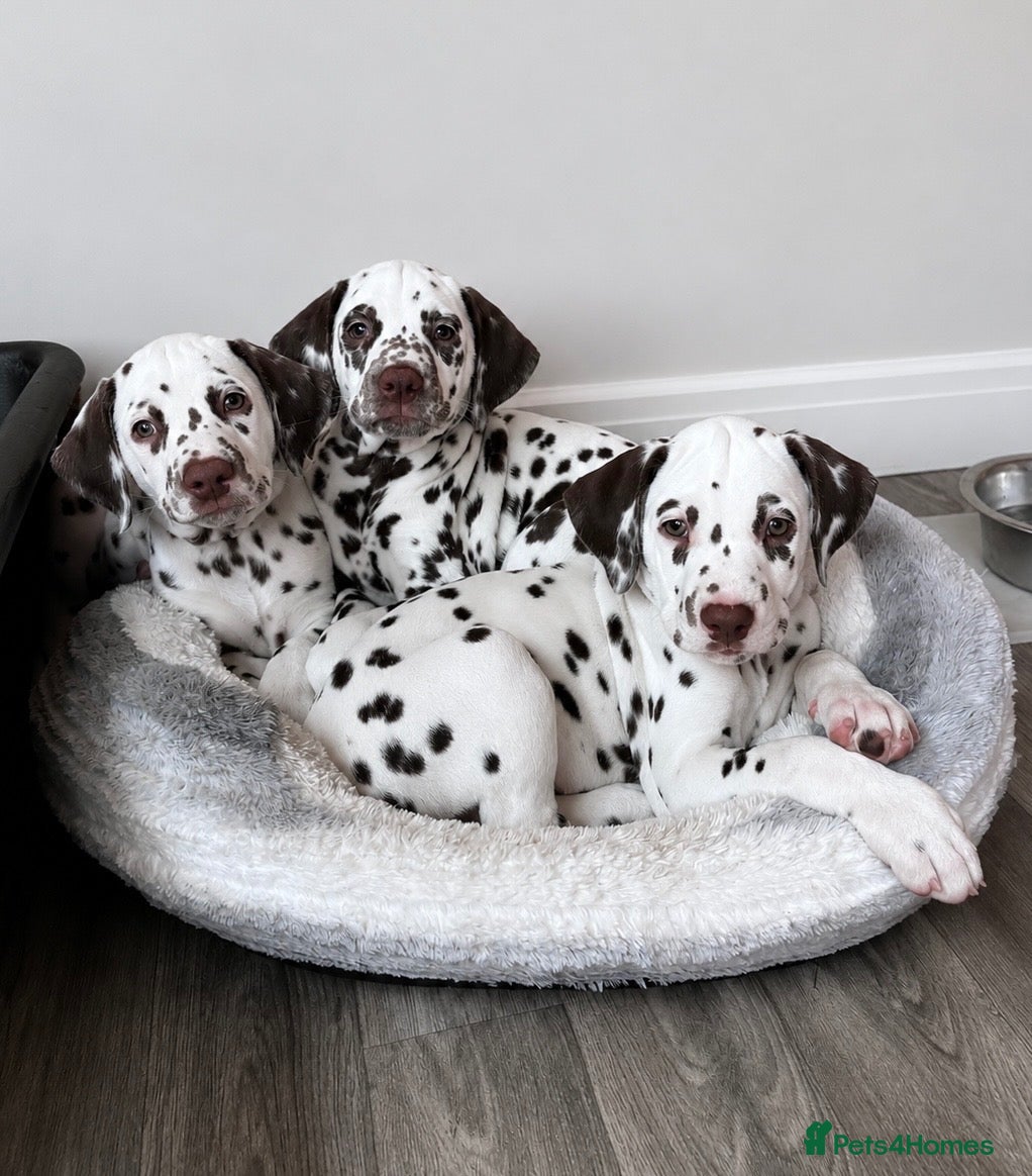 Dalmatian dogs 🏡READY TO LEAVE NOW🏡 3 BOYS LEFT 🩵 - Advert 4