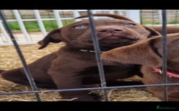 Labrador Retriever dogs for sale: KC REG.. READY NOW!. CHOCOLATE LABRADOR  - Image 13