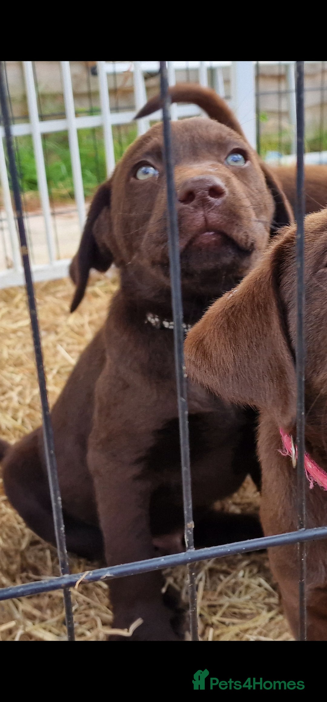 Labrador Retriever dogs for sale: KC REG.. READY NOW!. CHOCOLATE LABRADOR  - Image 13