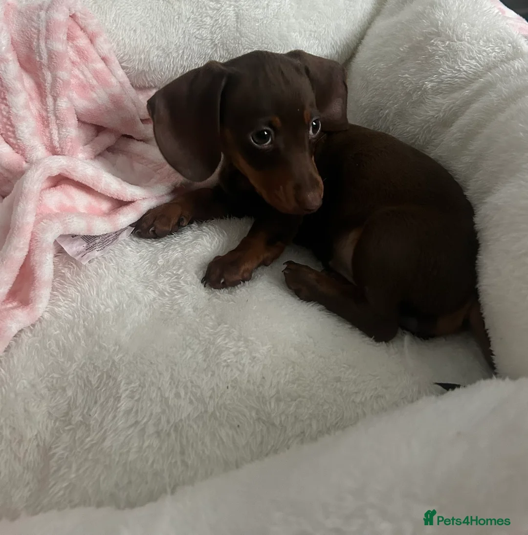 Miniature Dachshund dogs for sale: Female miniature dachshund  in Aberdare - Advert 2