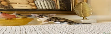 Devon Rex 3