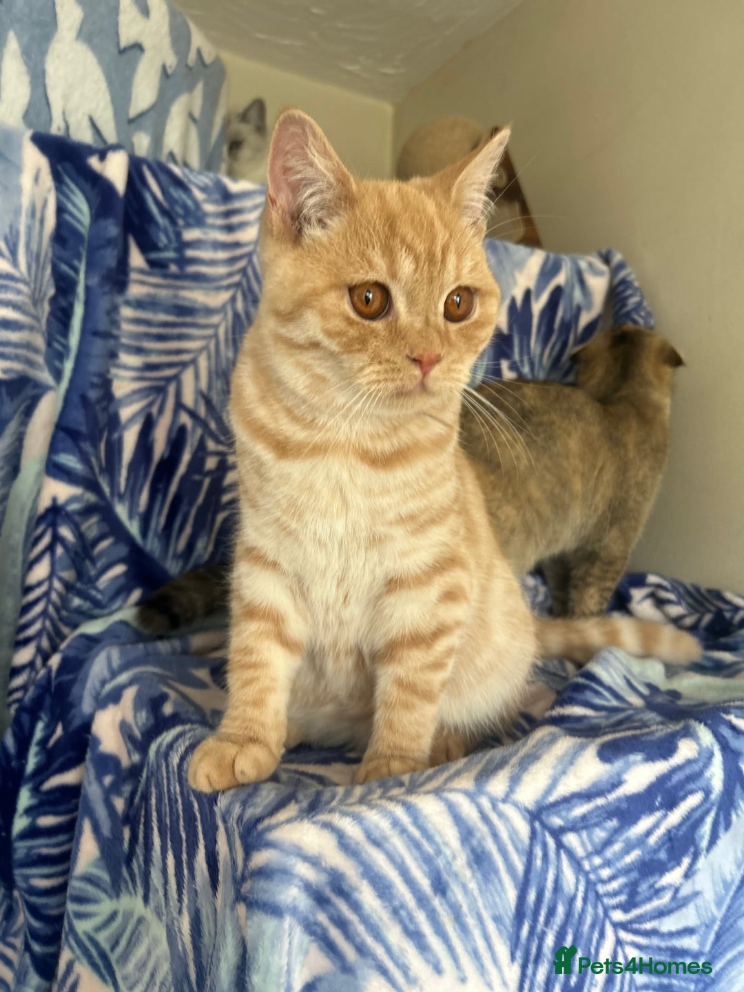 Scottish Fold cats for sale: Kittens Ready for Their Forever Homes - Image 36