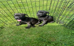 Cane Corso dogs for sale: Cane corso girl pup FULLY VACCINATED  - Image 23