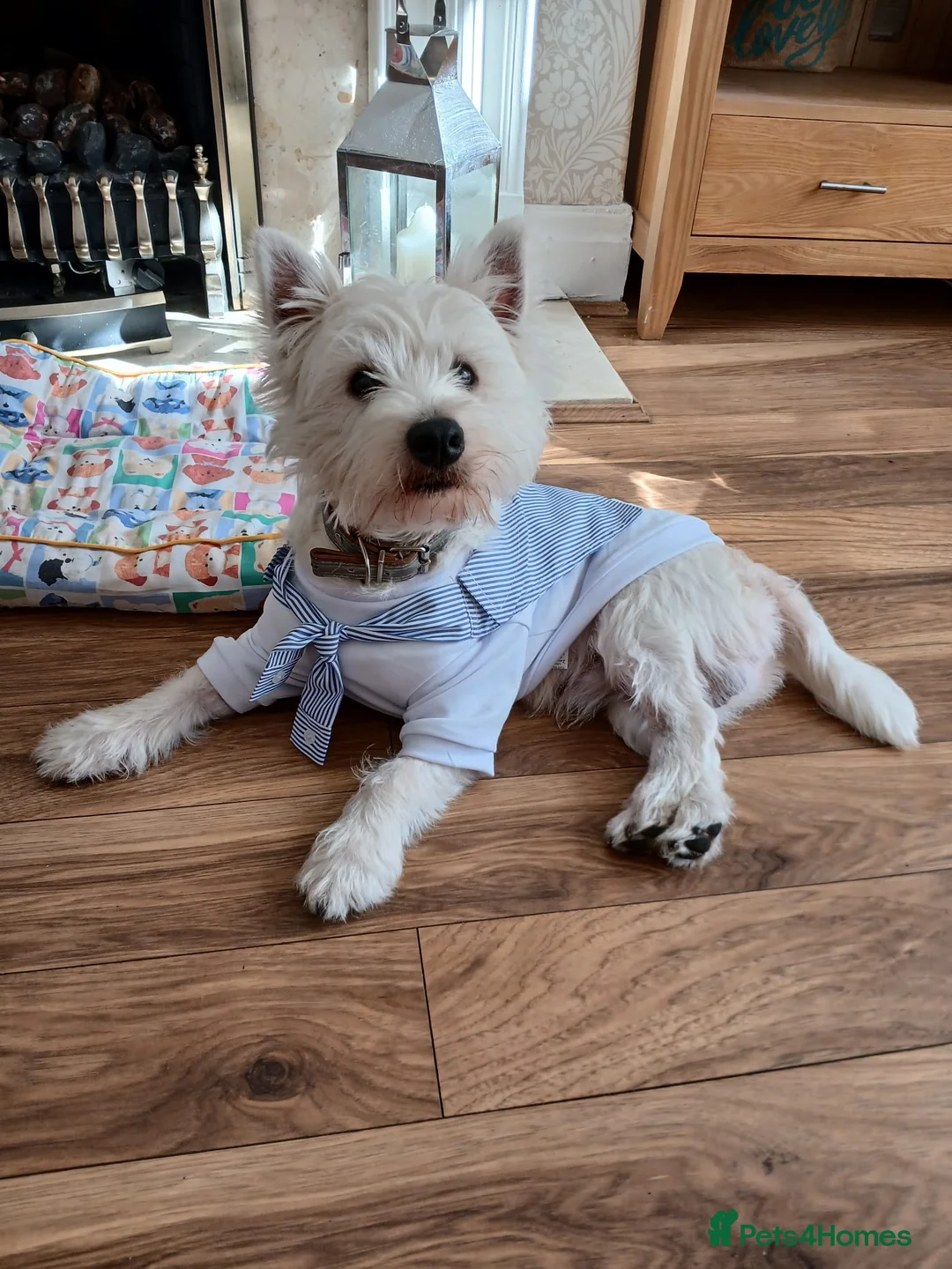 West Highland Terrier dogs for stud: Westhighland terrier  stud only - Advert 4