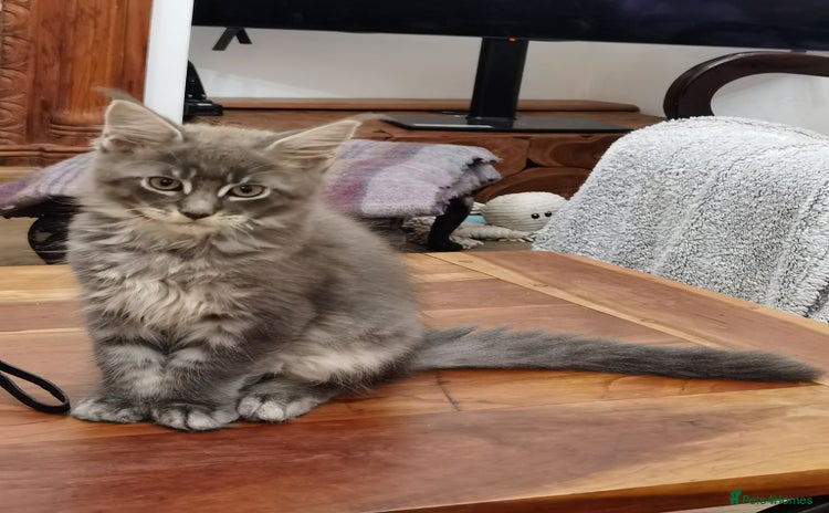 Maine Coon cats - Advert 1