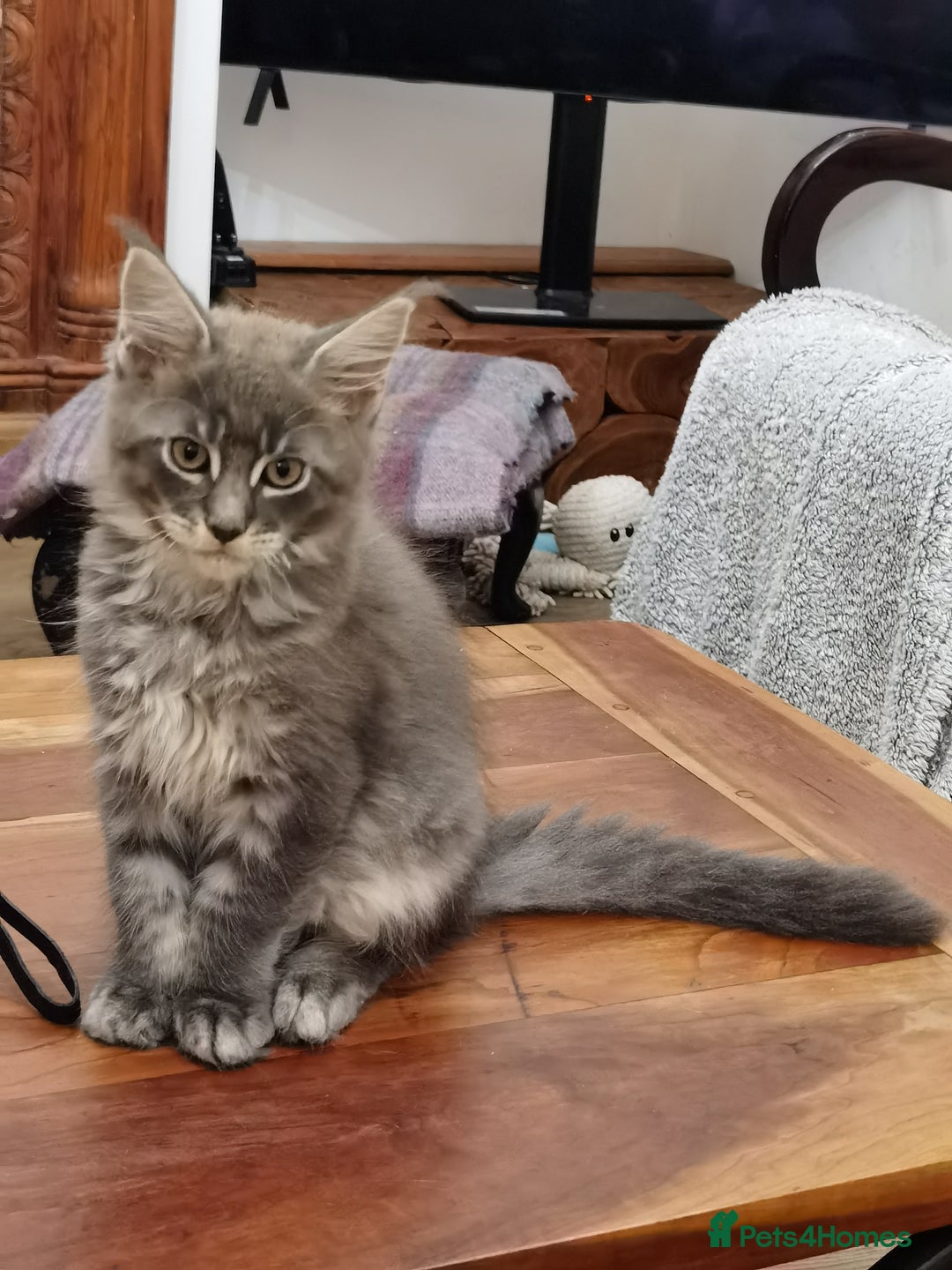 Maine Coon cats for sale: Two beautiful Maine Coon kittens - Image 1