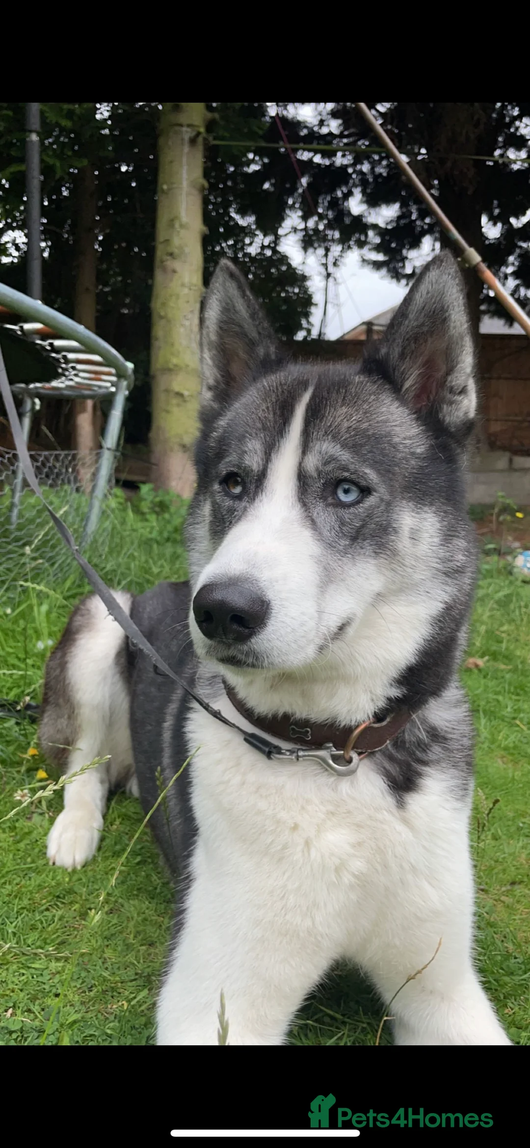 Siberian Husky dogs for stud: Pablo  in Birmingham - Advert 4