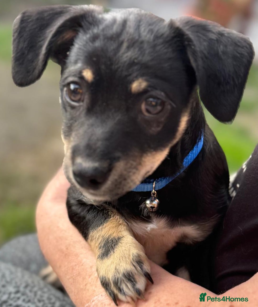 Mixed Breed dogs for adoption: OBI - a Lovely little young boy for a Loving Home - Advert 5