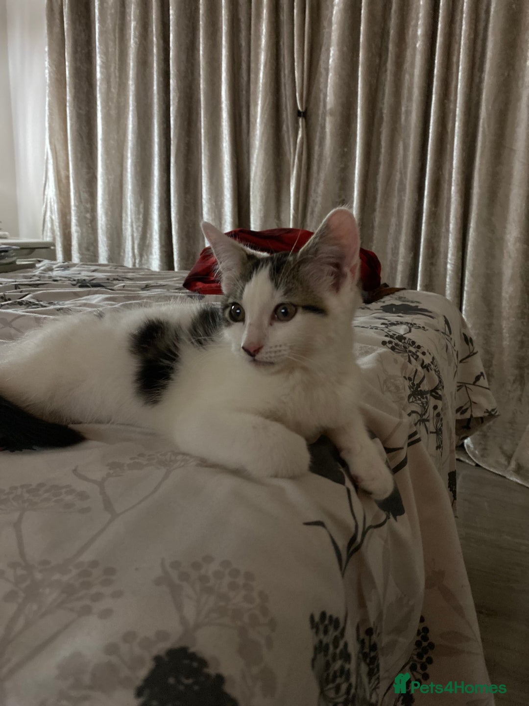 Mixed Breed cats for sale: Beautiful cat half breed (female) - Advert 15