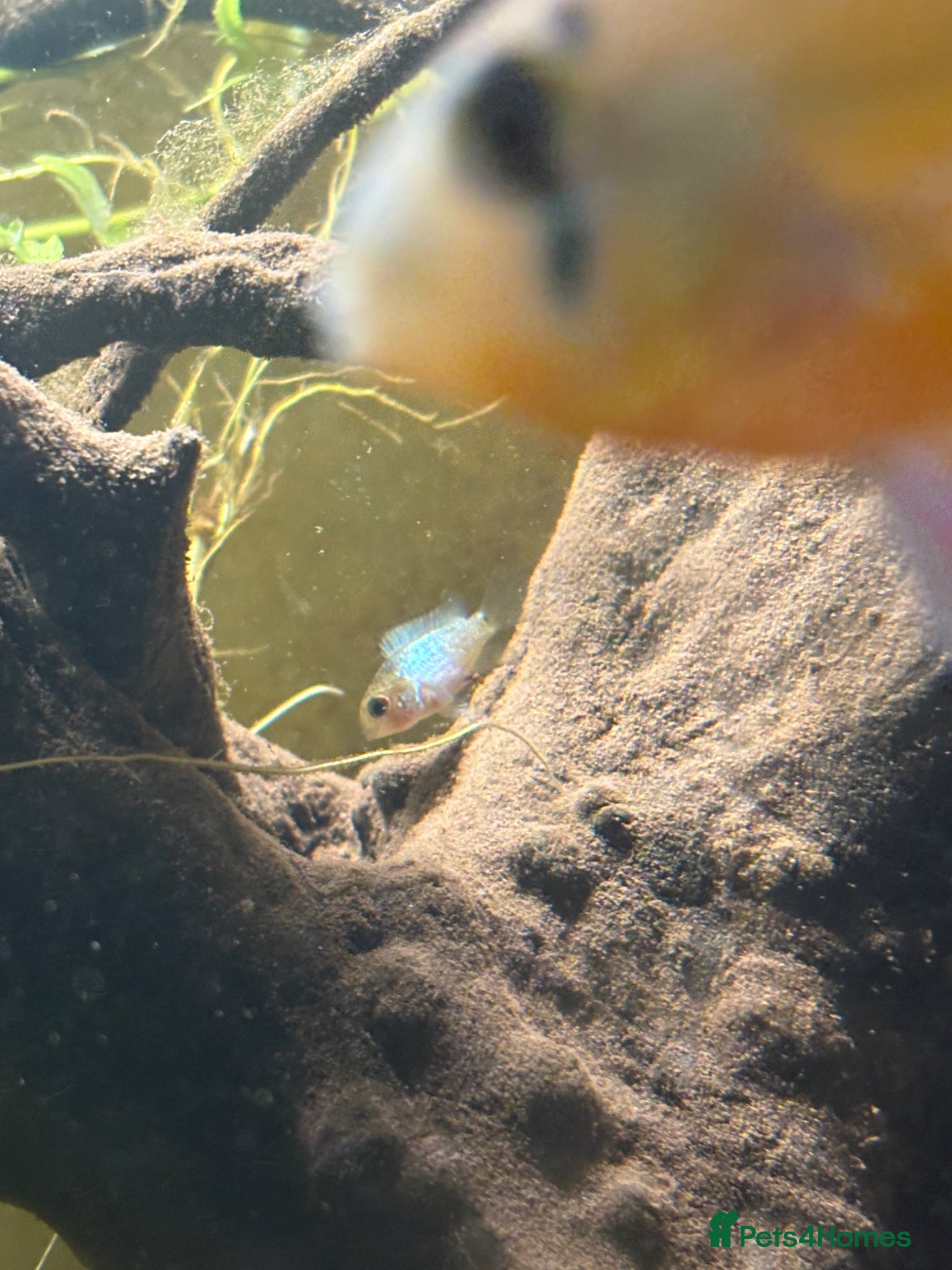 Cichlids fish for sale: Acaras  in Billingham - Advert 2