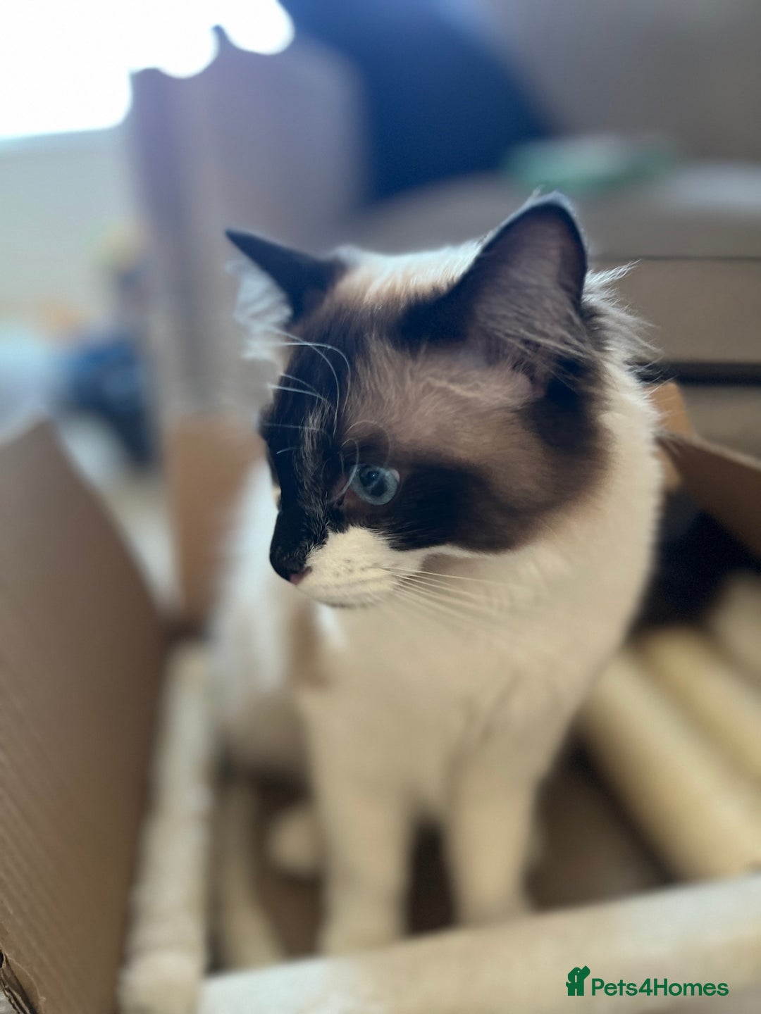 Ragdoll cats for sale: Gorgeous Female Ragdoll  - Advert 6