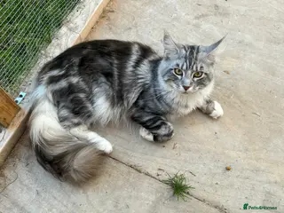 Maine Coon cats Proven silver and white Maine coon stud - Advert 2