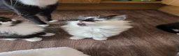 Mixed Breed cats for sale: 5 Adorable 3-Month-Old Kittens Need Loving Homes - Advert 13