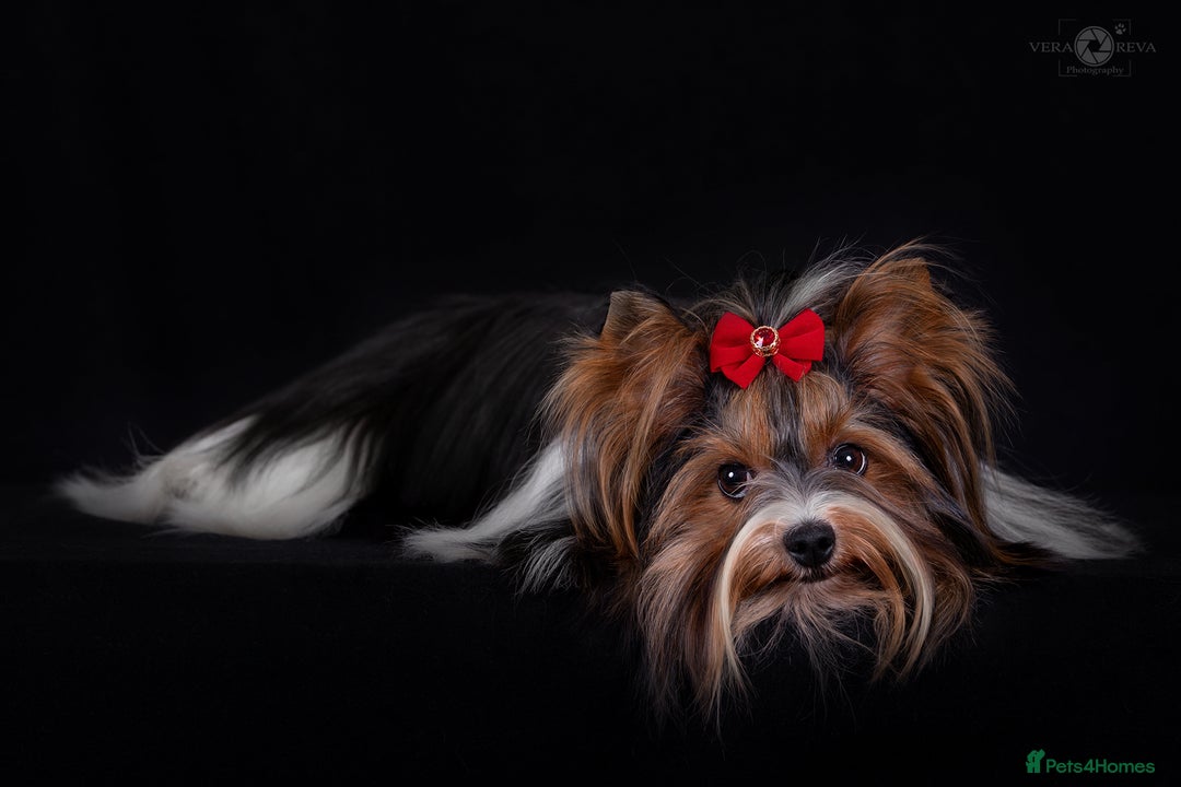 Yorkshire Terrier dogs for sale: DNA tested parents! Pure Breed Puppy BOY! - Advert 5