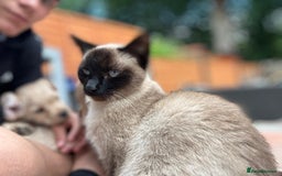 Ragdoll cats for sale: Ragdolls kittens  - Image 3