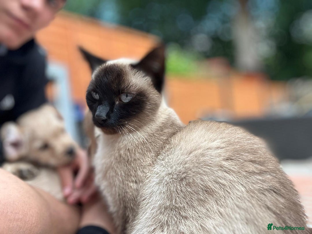 Ragdoll cats for sale: Ragdolls kittens  - Image 3