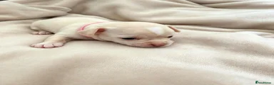 Chihuahua 4 pink collar 