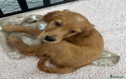 Golden Retriever dogs for sale: Dark fox red KC golden retriever puppies - Image 6