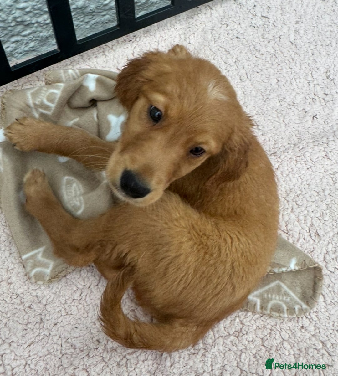 Golden Retriever dogs for sale: Dark fox red KC golden retriever puppies - Image 6