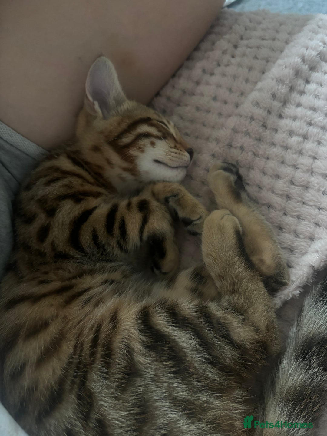 Bengal cats for sale: Bengal female  - Advert 4